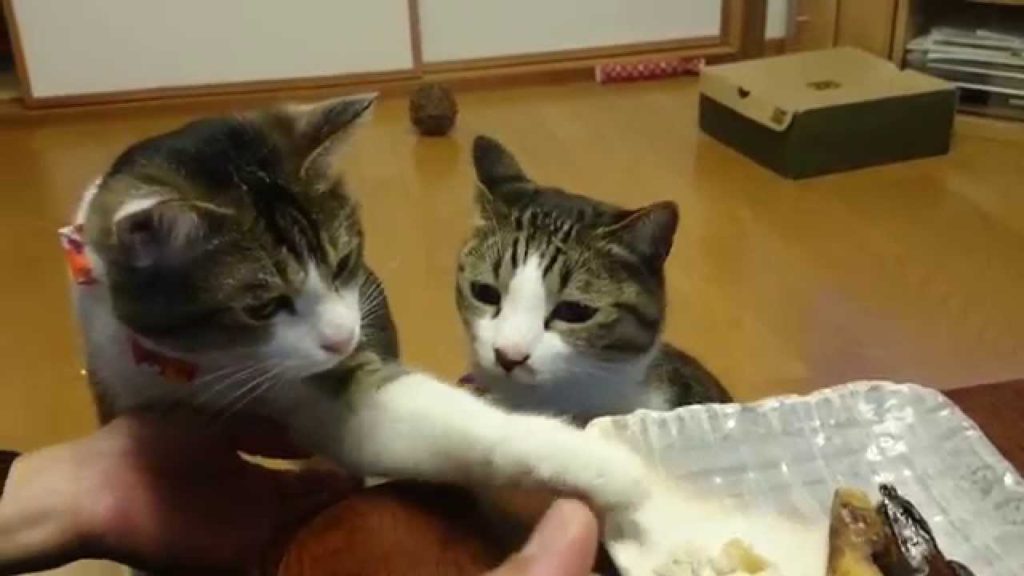 サバの文化干しを食べる猫たち。