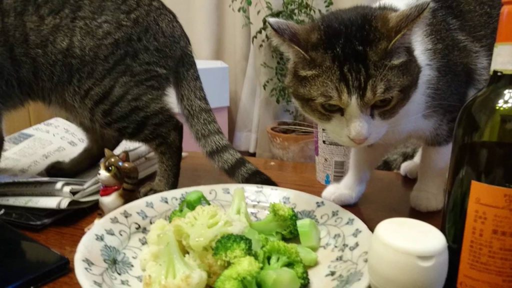 温野菜が好きな猫ちゃん