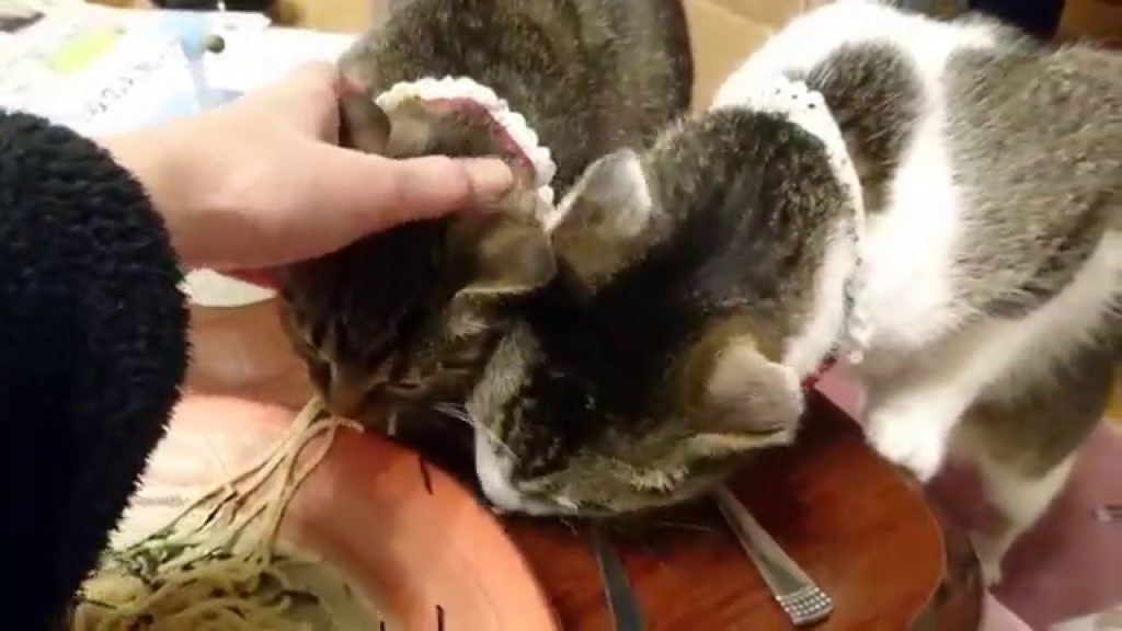 パスタを狙う猫たち