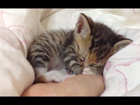 子猫が居眠りしていてかわいい
