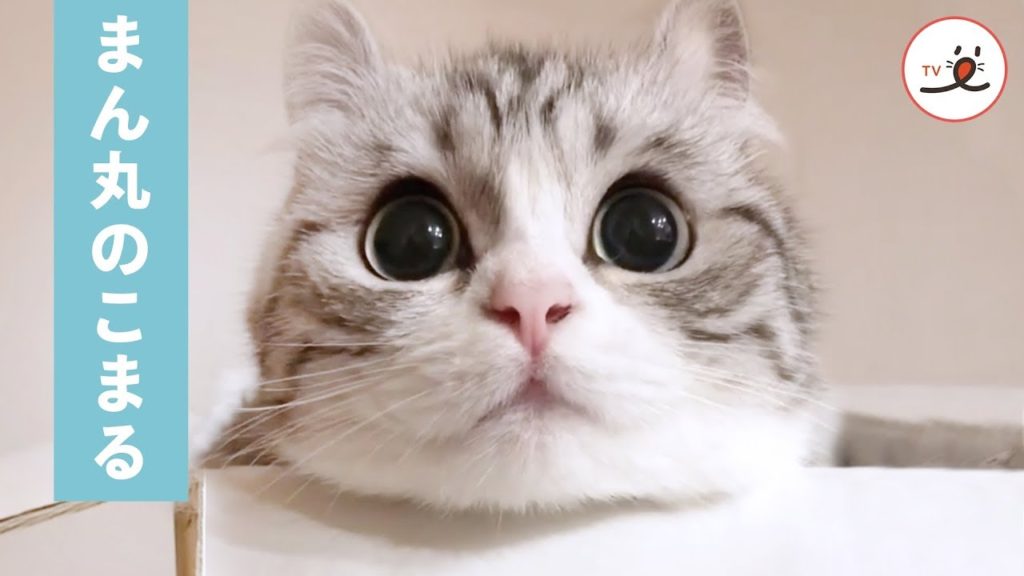 まんまるお目の猫さん……