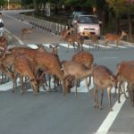 奈良の鹿たちは、横断歩道をゆっくりと歩く。