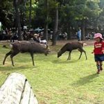 奈良公園の鹿に後方からタックルされた少女