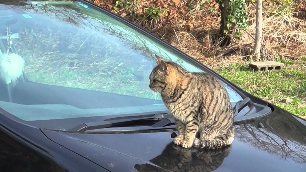 車の上に乗る猫さん