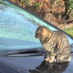 車の上に乗る猫さん