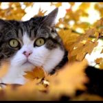 秋の猫ちゃん