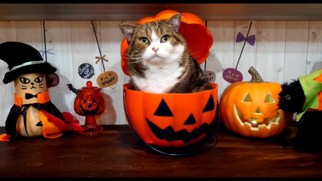 かぼちゃと猫