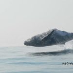 鯨のジャンピング映像