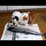 生魚を見守る猫３匹