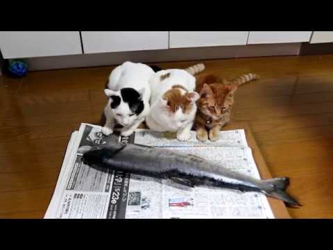 生魚を見守る猫３匹