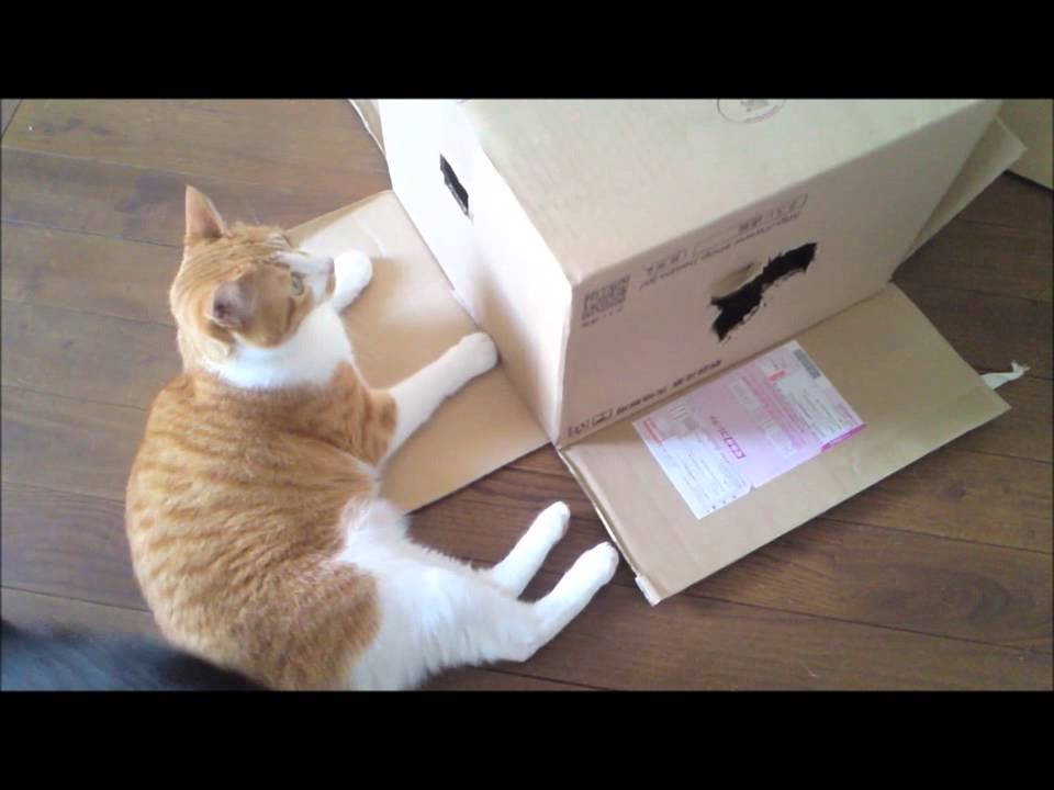最後で爆笑！からかわれて困ったので、箱のふたを閉める猫
