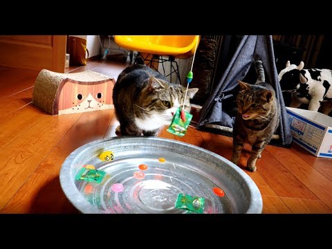 水遊びする猫と主