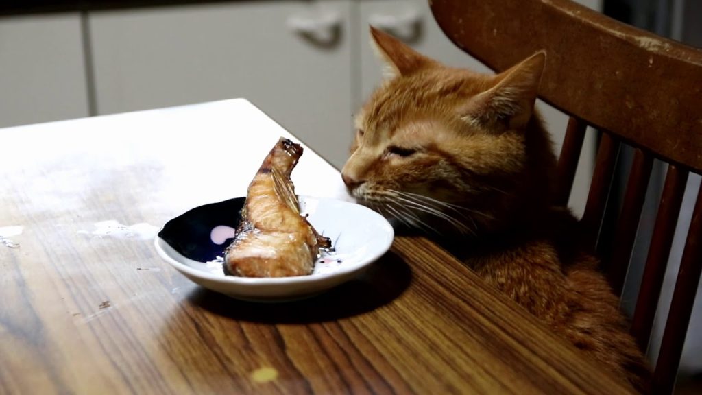 テーブルの上の焼き鮭と猫。