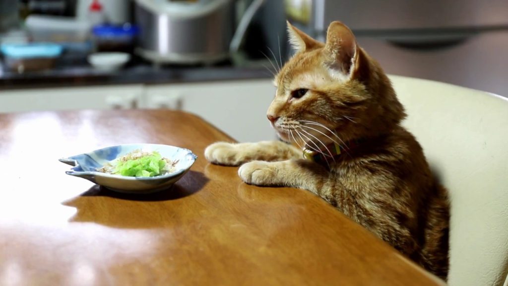 テーブルの上の白菜のおひたしと猫