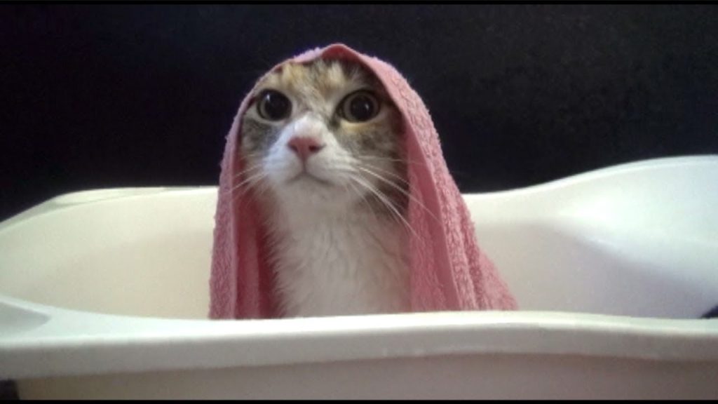 モモお風呂に入る。