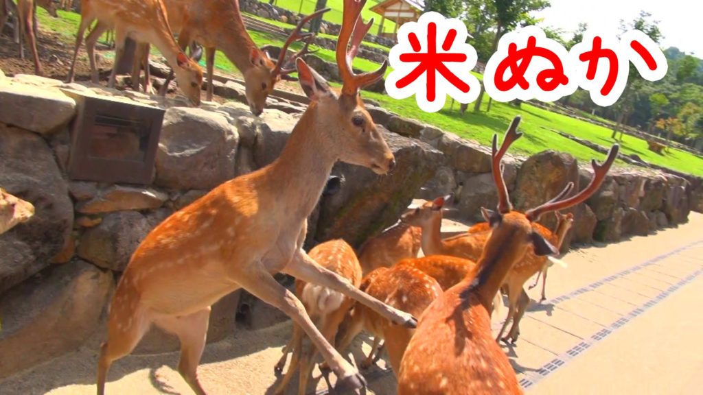 奈良公園　米ぬかに群がる鹿さんたち