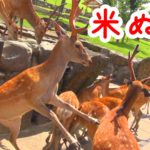 奈良公園　米ぬかに群がる鹿さんたち