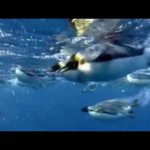 ペンギン水中を飛ぶ