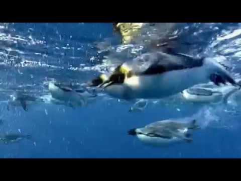 ペンギン水中を飛ぶ
