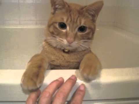 猫ゆっくり沈む