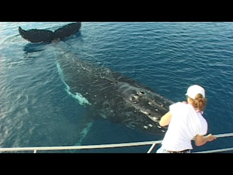 でっかい鯨……大きな鯨……