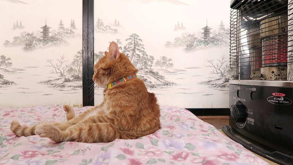 ストーブの前で背中を炙る猫