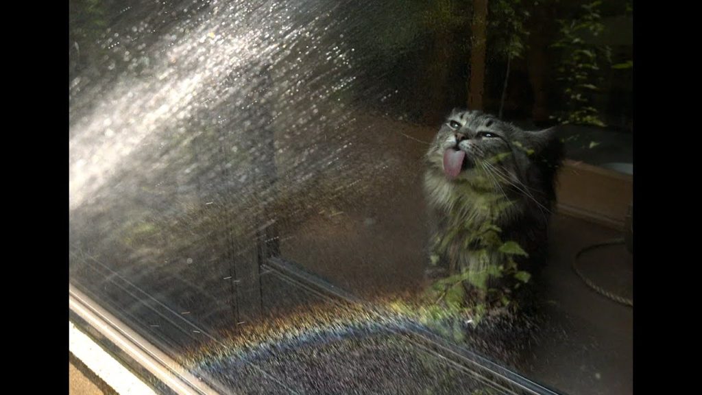 ホースから出る水に猫たちはびっくり！虹が出た