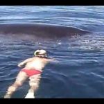 鯨漁……鯨に泳いで近づいてみる……。