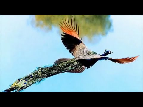 神々しい！空を舞う孔雀/Flying Peacock