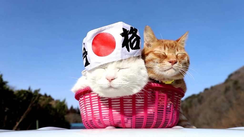 のせ猫×合格