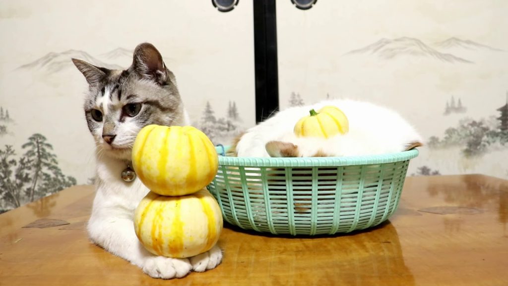 手乗りかぼちゃと置き猫