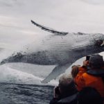 クジラ……飛び立つ瞬間……