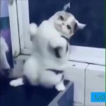 ふぇ……踊る猫……恐怖がー
