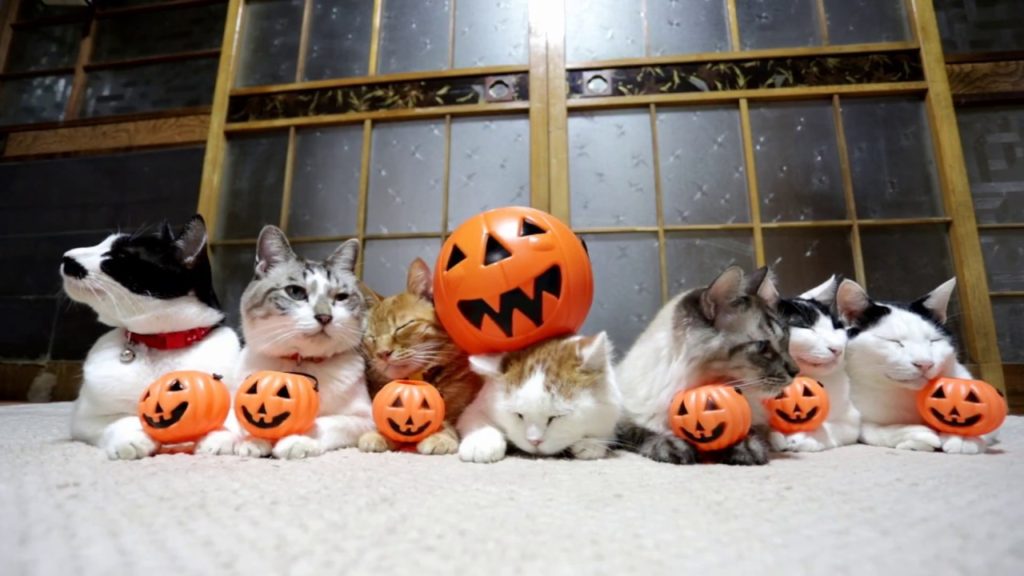 乗せ猫とかぼちゃ