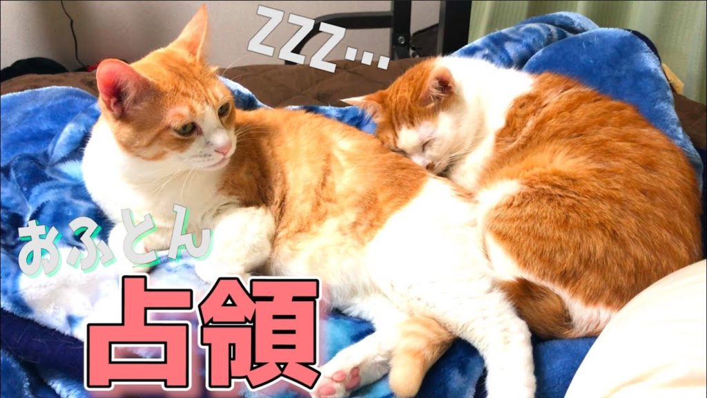 俺たちがご主人だ