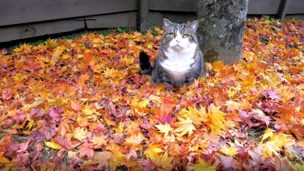 秋の絨毯と猫