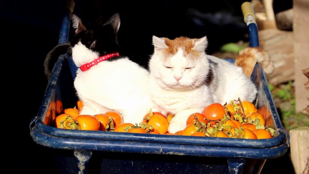 柿の上の猫達
