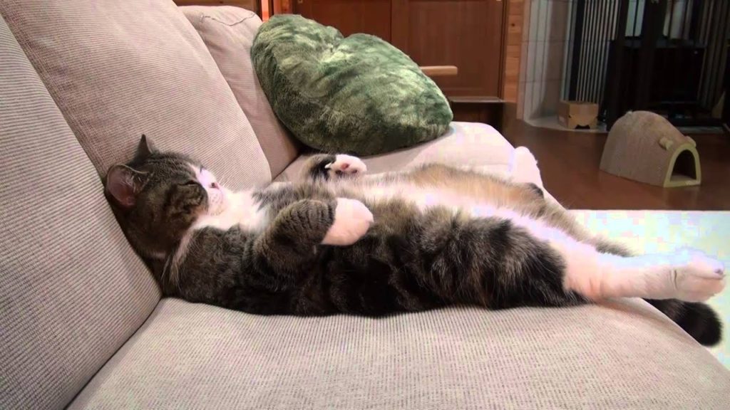 ソファーで寝ている猫