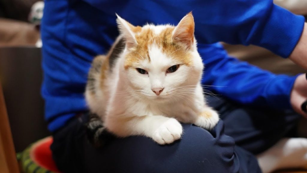 なついてハートをゲット