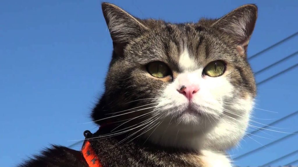 オイラの勇士を見よ