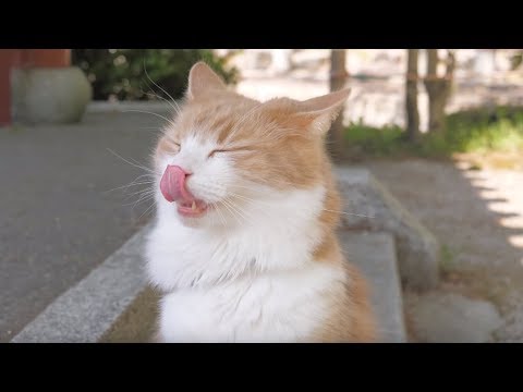 猫と休日の日本