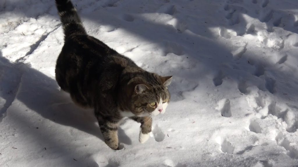庭の雪-猫×雪-