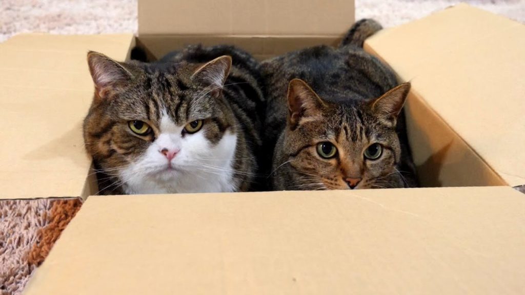 ２匹の箱猫-猫×猫×ダンボール-