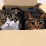 ２匹の箱猫-猫×猫×ダンボール-